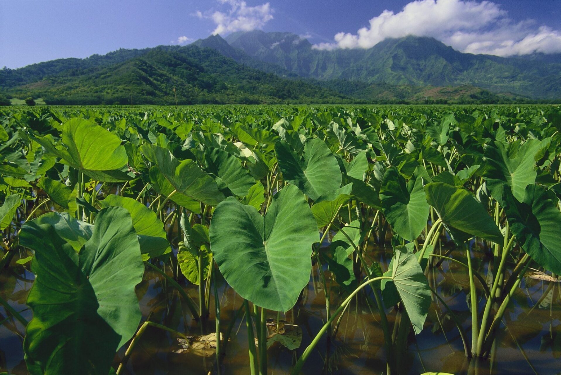 kalo field