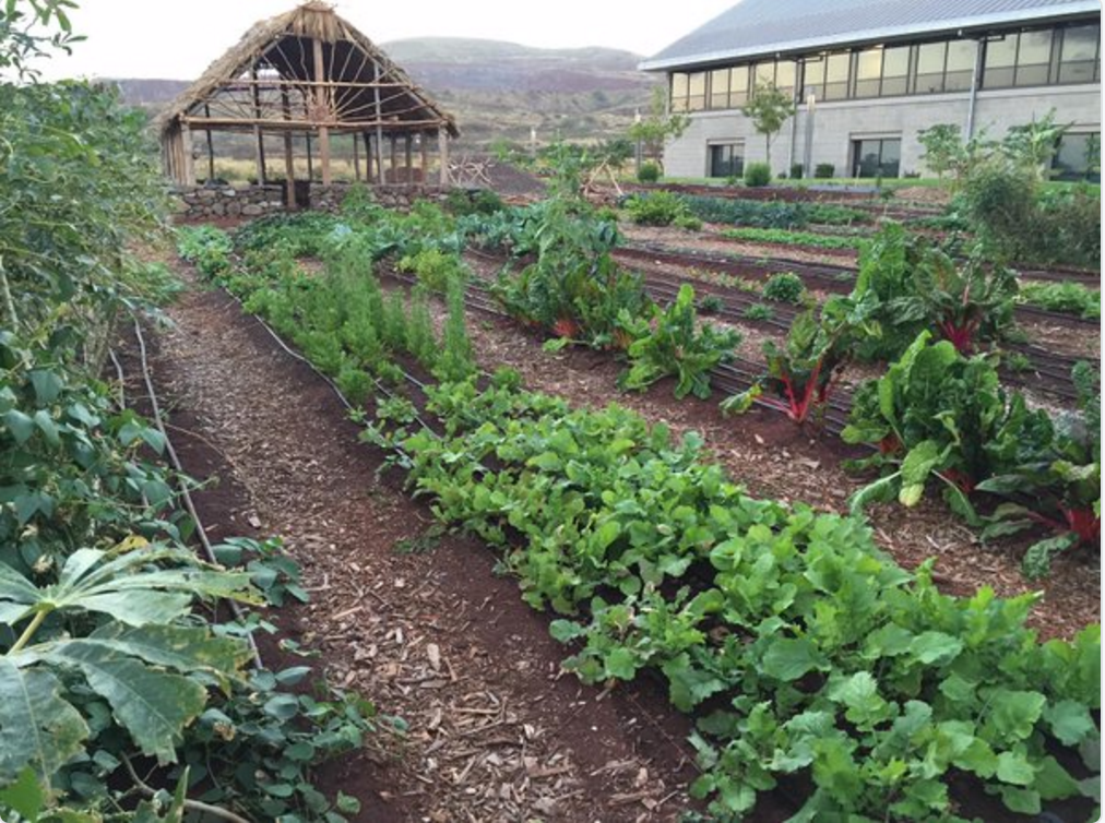 'Āina & Food Justice